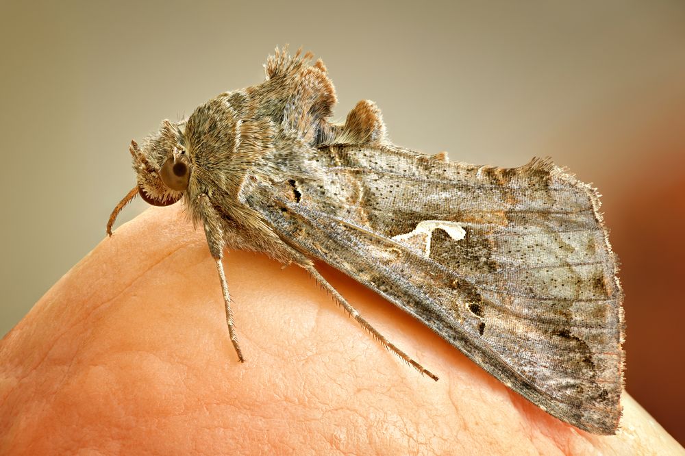 Autographa gamma