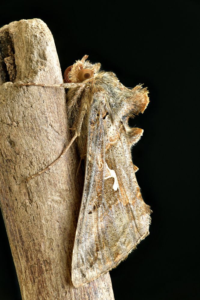 Autographa gamma