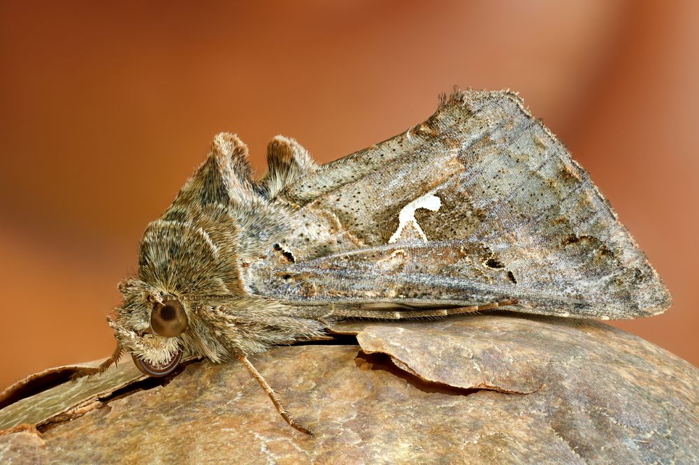 Autographa gamma