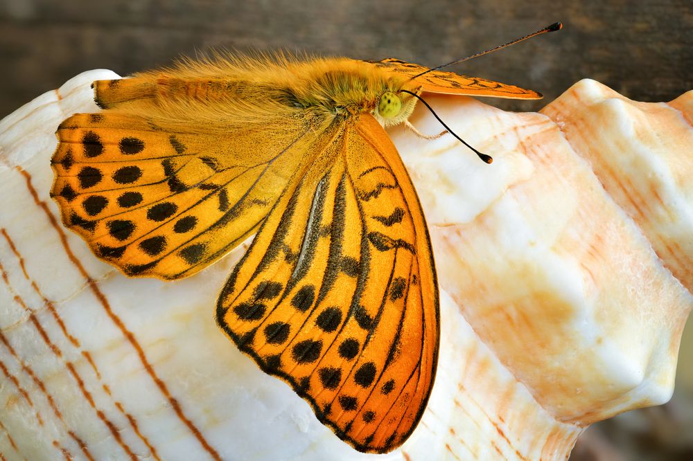 Argynnis paphia