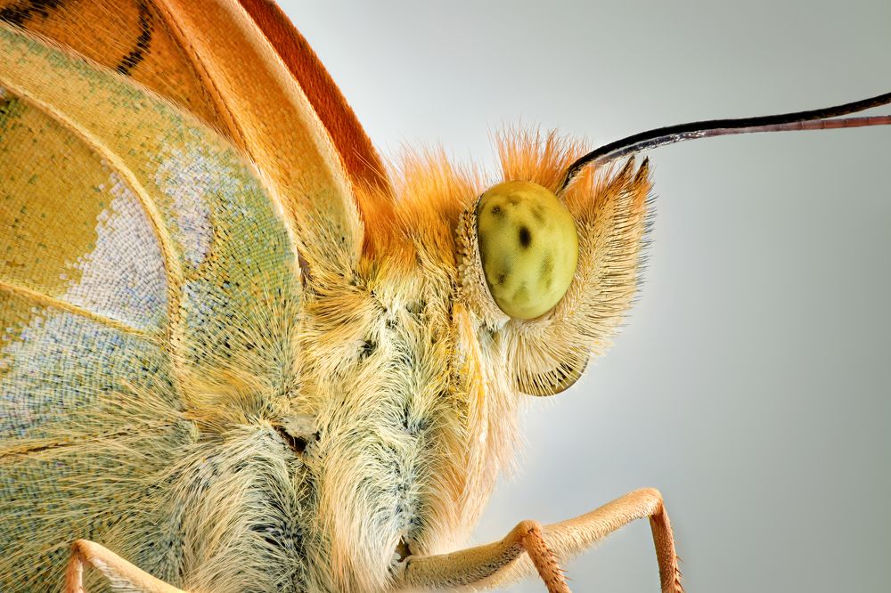 Argynnis paphia