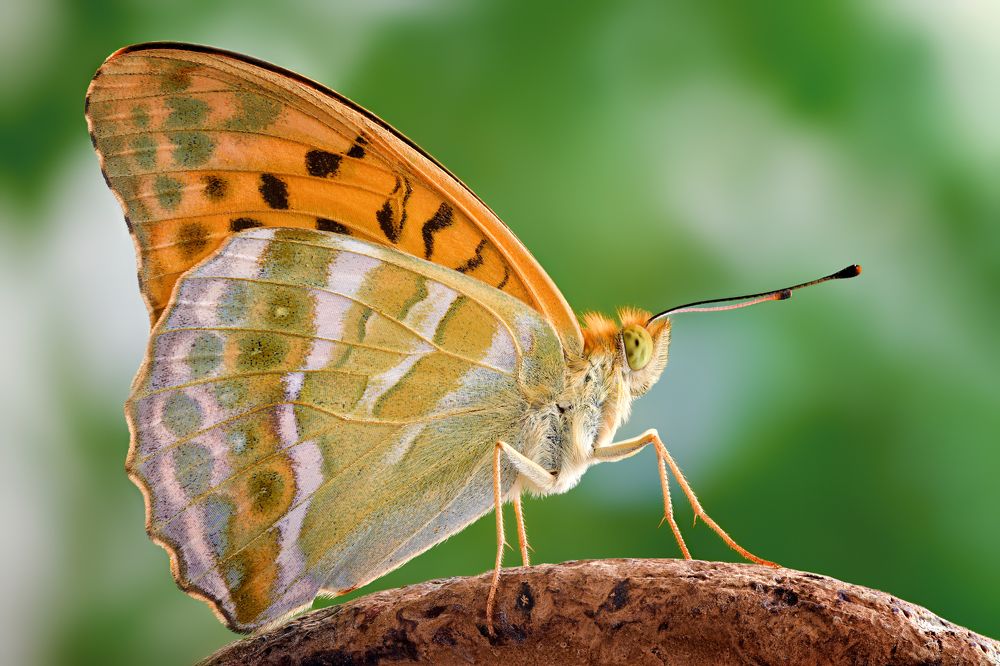 Argynnis paphia