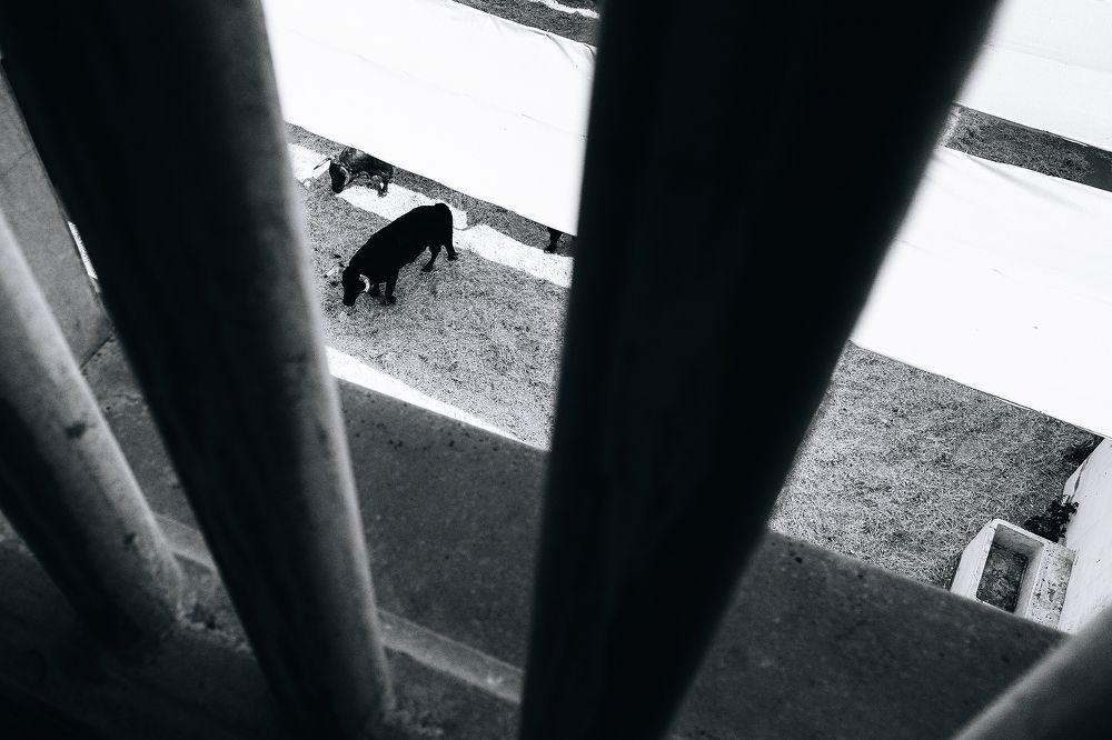 Photo 2452165
