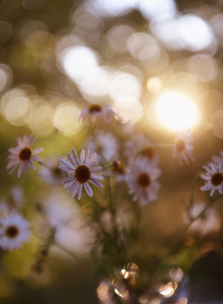 Camomiles