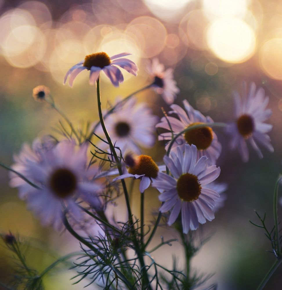 Camomiles