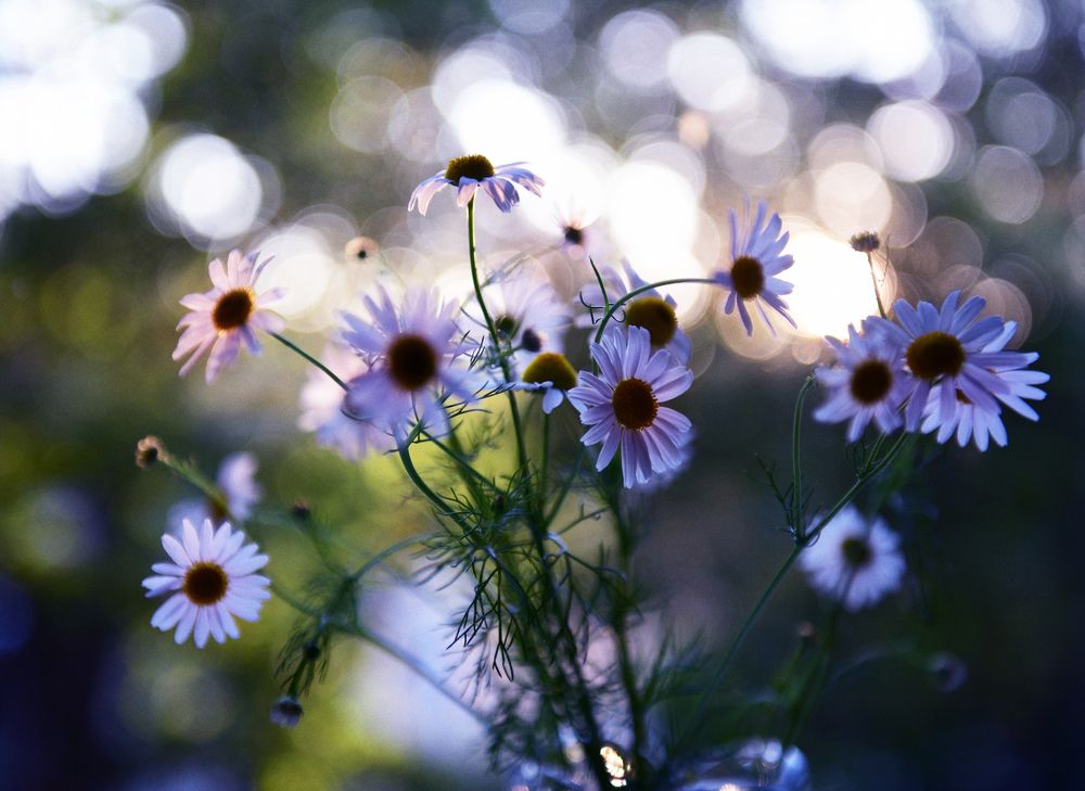 Camomiles