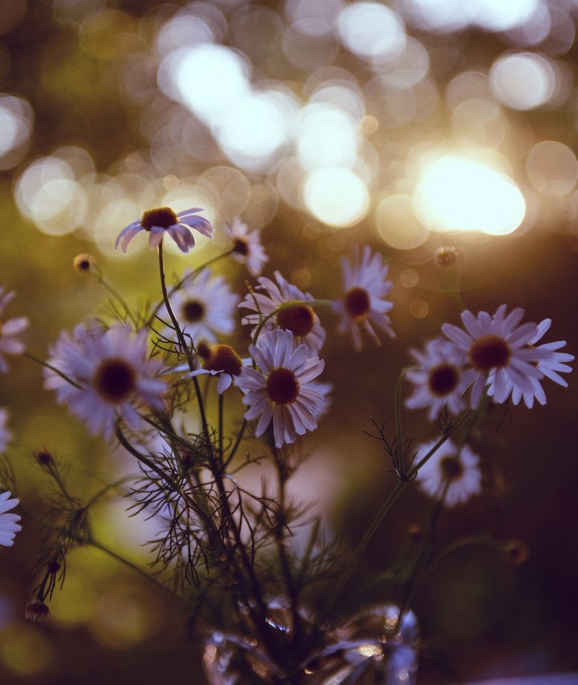 Camomiles