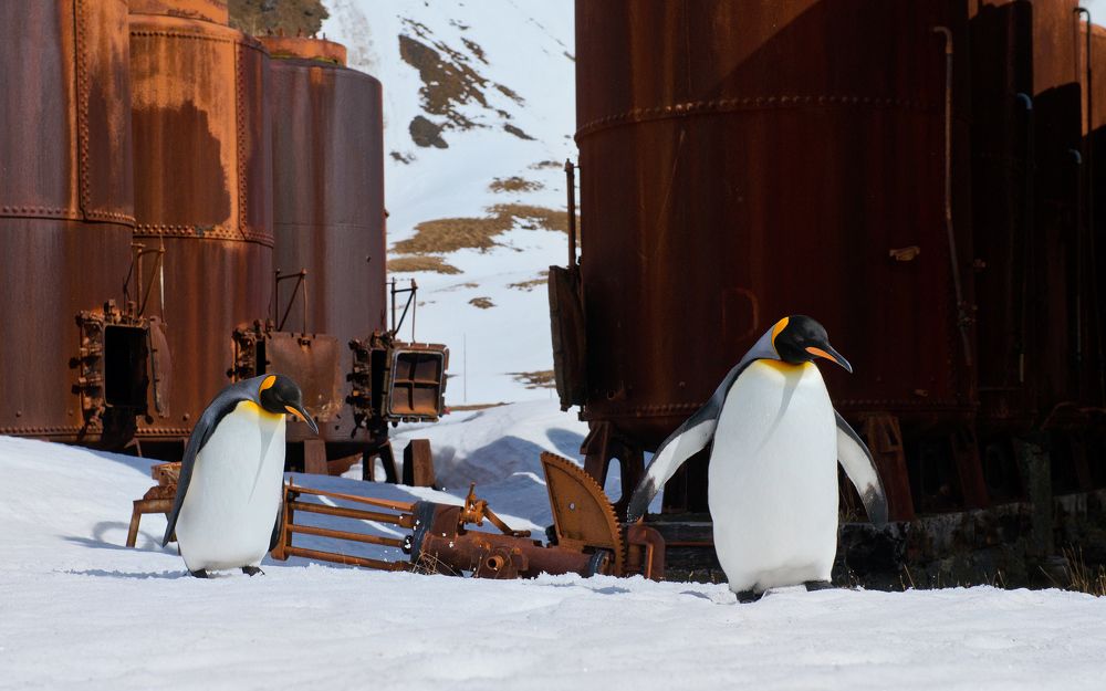 Penguins exploring remains of Grytviken whaling station