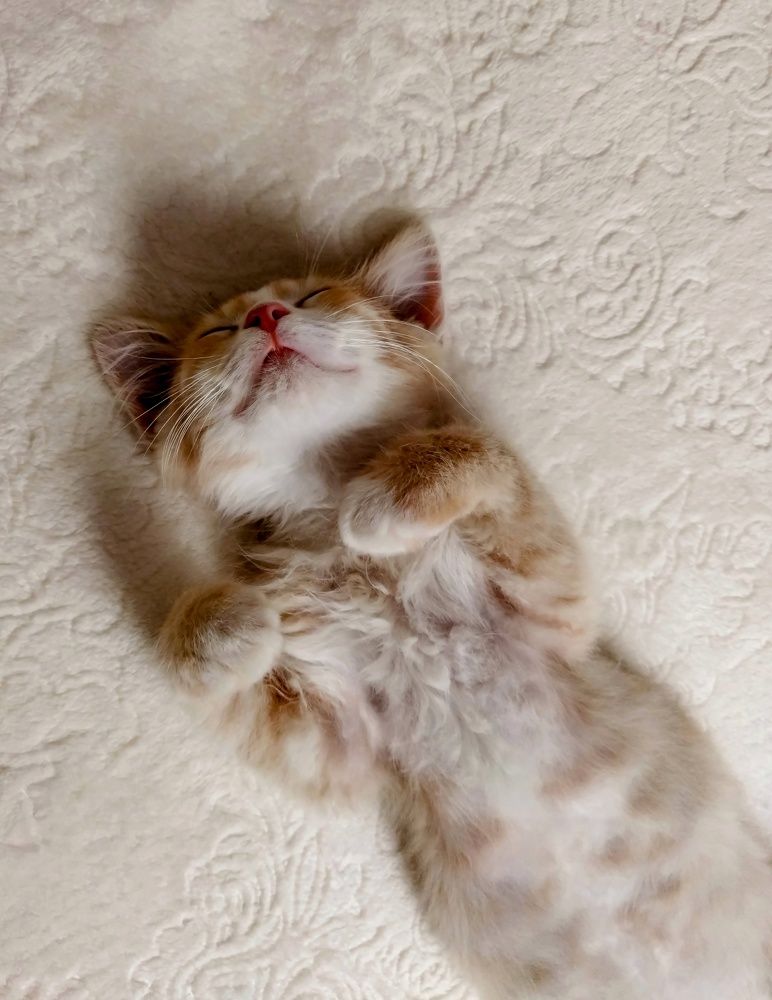 Photo 2453191