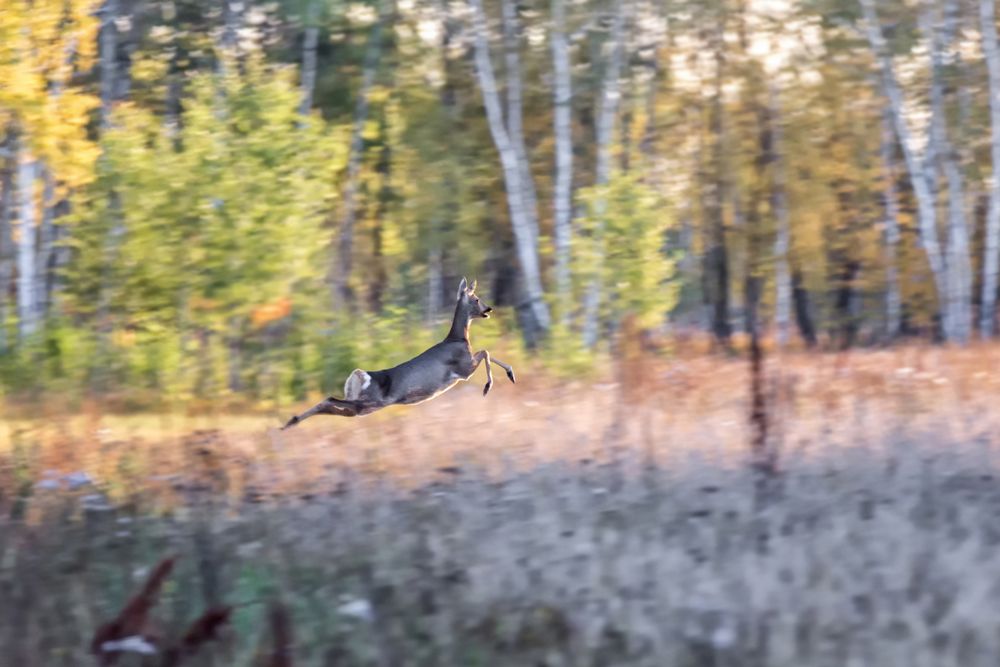 в полёте..