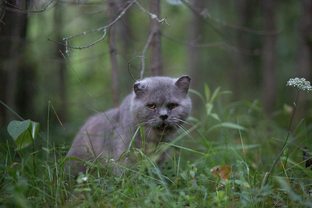 Вселенская скорбь. Тимоха.