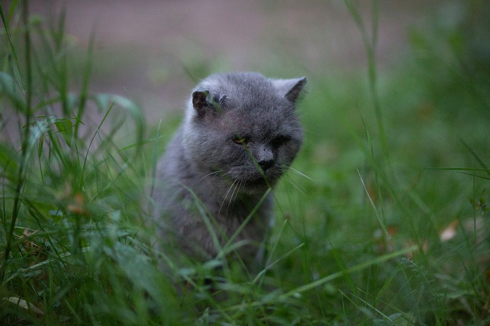 Вселенская скорбь. Тимоха.