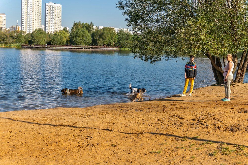 Утро на пруду