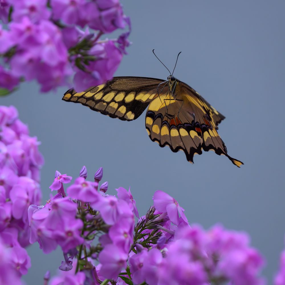 Giant Swallowtail butterfly