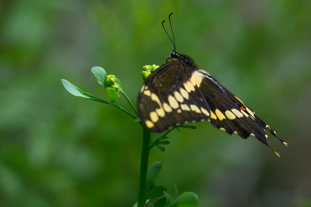 Giant Swallowtail butterfly