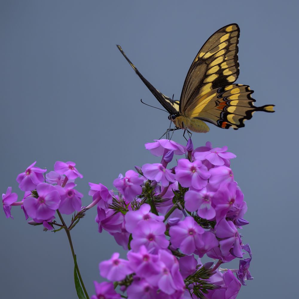 Giant Swallowtail butterfly