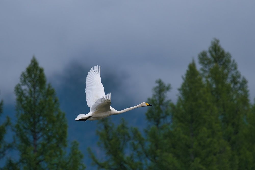 Photo 2454951