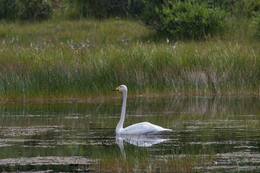 Photo 2454952