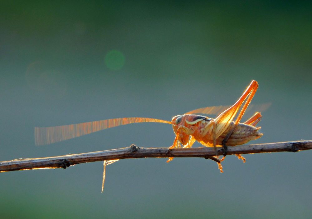 Photo 2455256