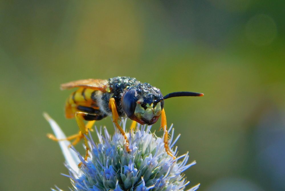 Photo 2455258