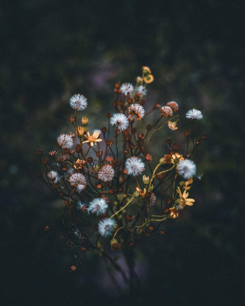 Лесное