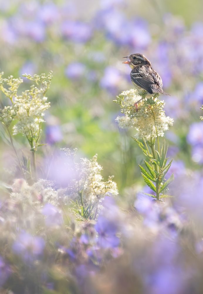 Дубровник Emberiza aureola
