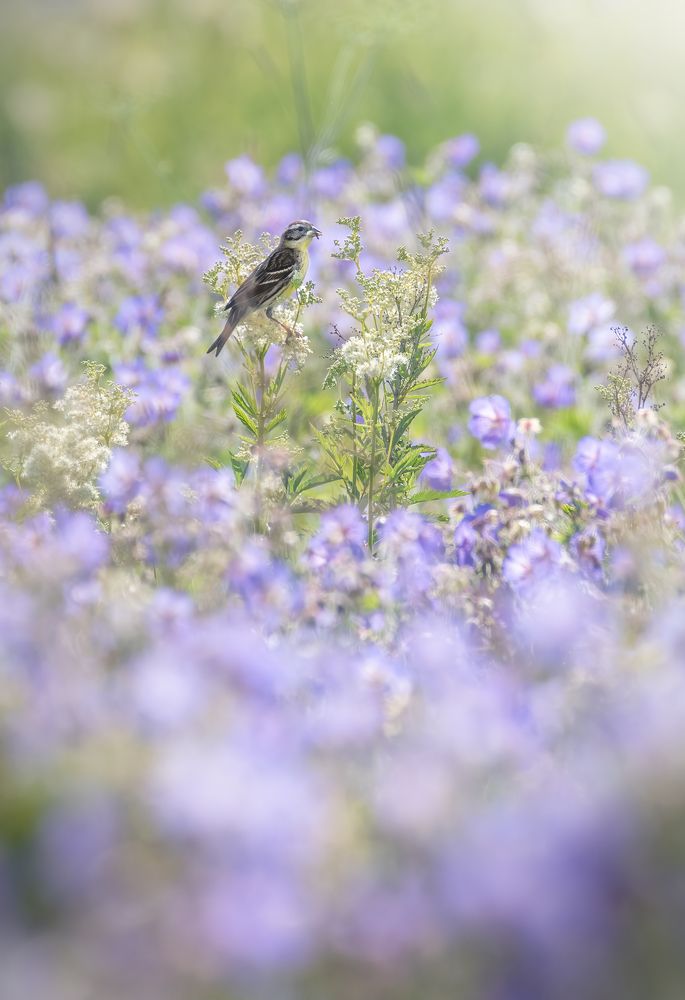 Дубровник Emberiza aureola
