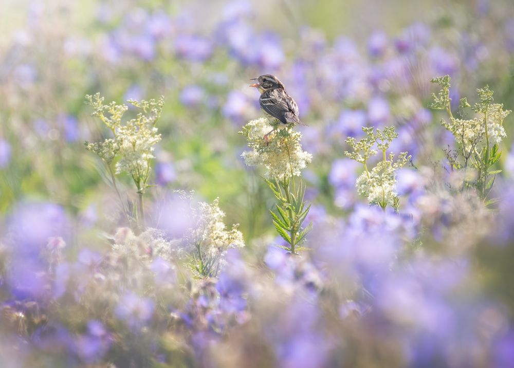 Дубровник Emberiza aureola