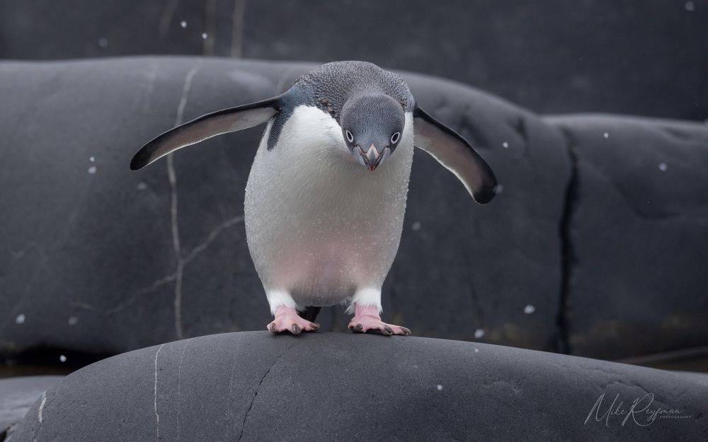 Ad&eacute;lie Penguins, Antarctica