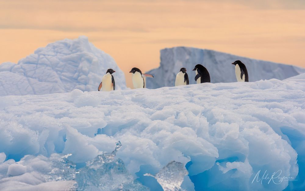 Ad&eacute;lie Penguins, Antarctica
