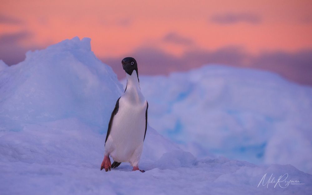 Ad&eacute;lie Penguins, Antarctica