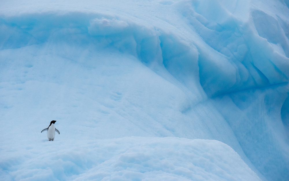 Ad&eacute;lie Penguins, Antarctica