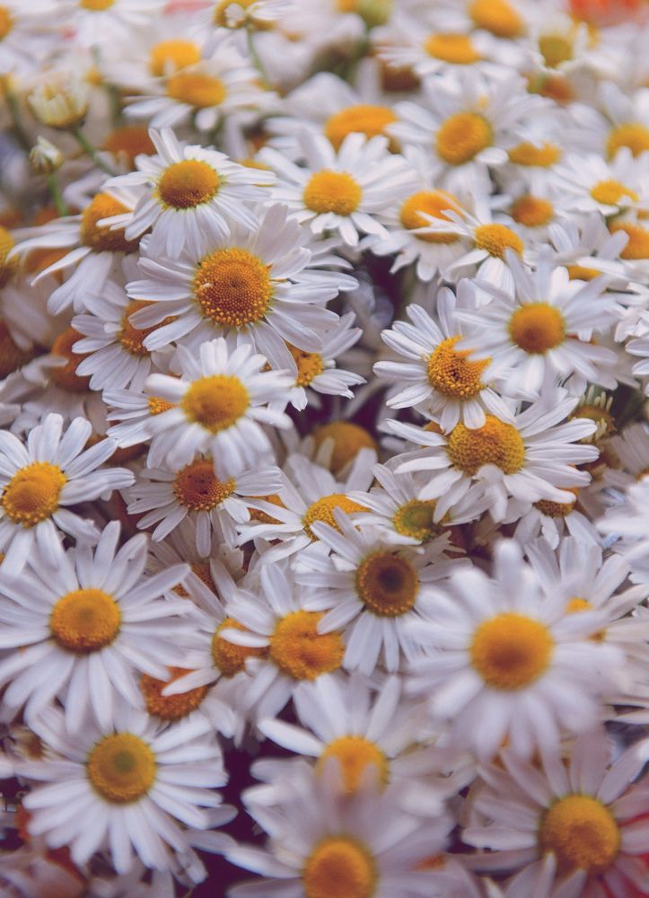 Camomiles