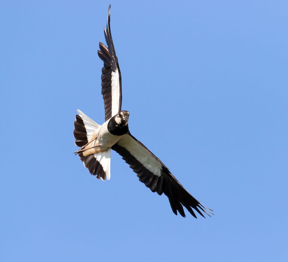 Photo 2457564