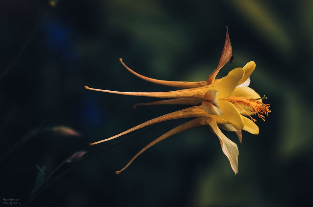 Dream