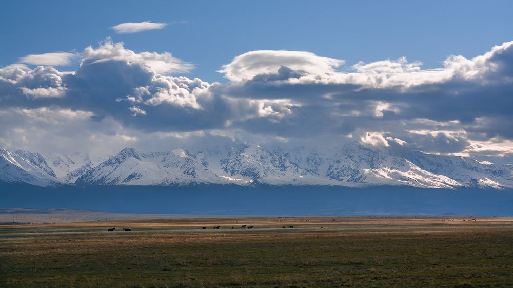Курайская степь