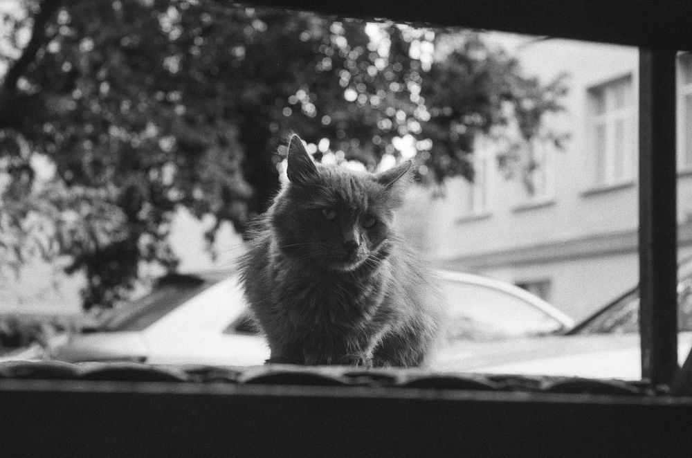 Арбатские коты