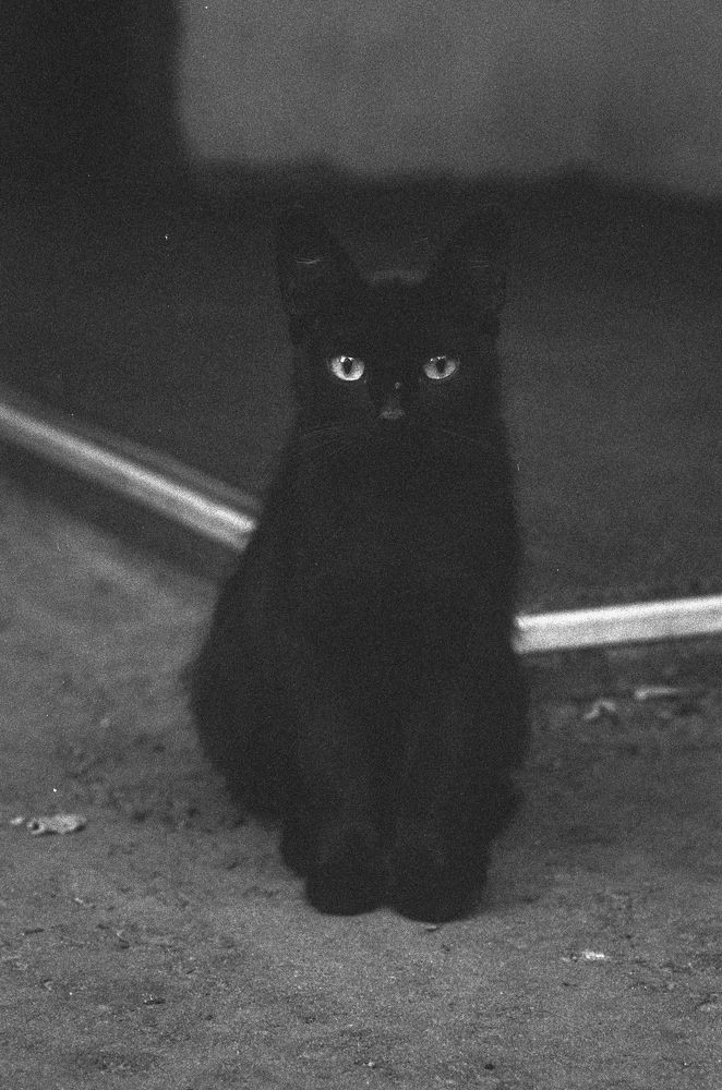 Арбатские коты