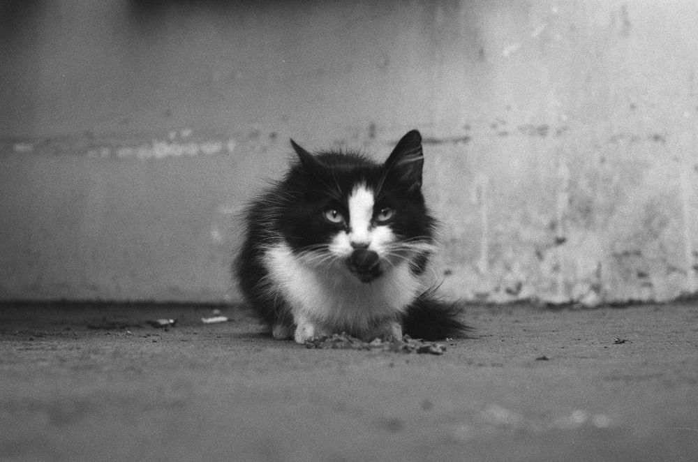 Арбатские коты