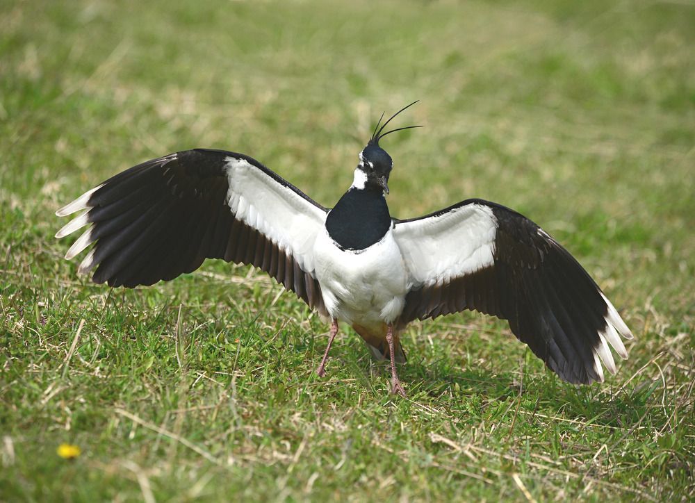 Vanellus vanellus Чибис или пигалица