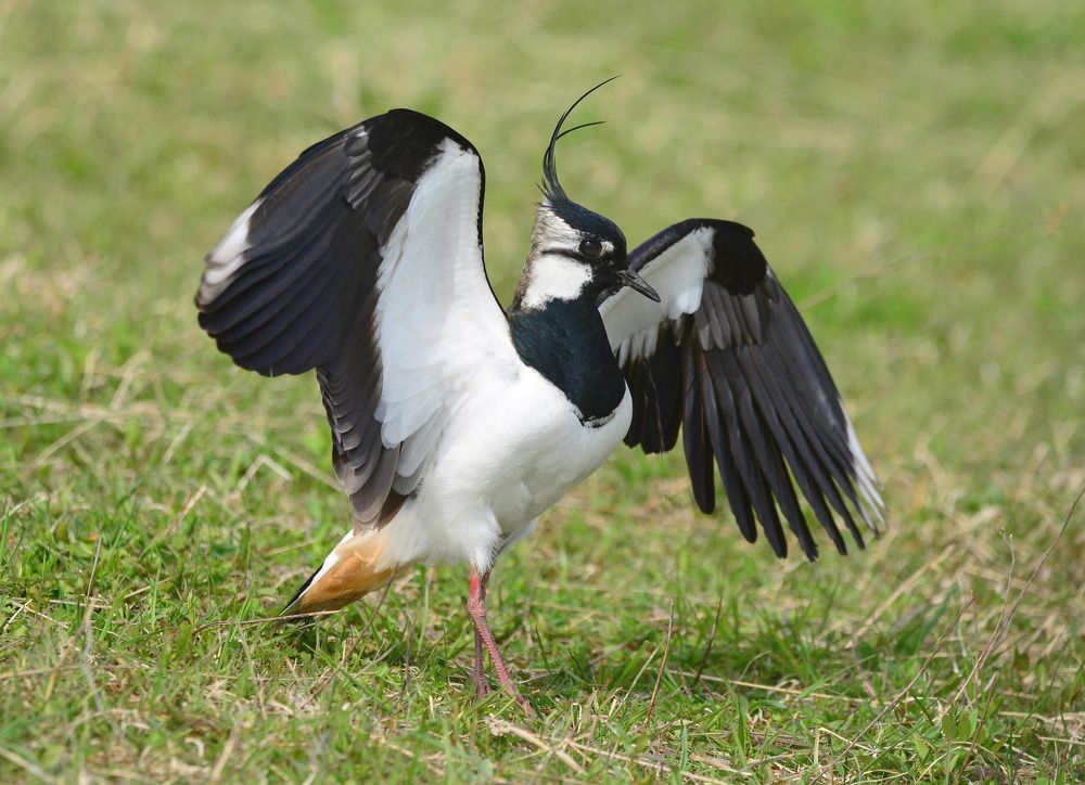 Vanellus vanellus Чибис или пигалица