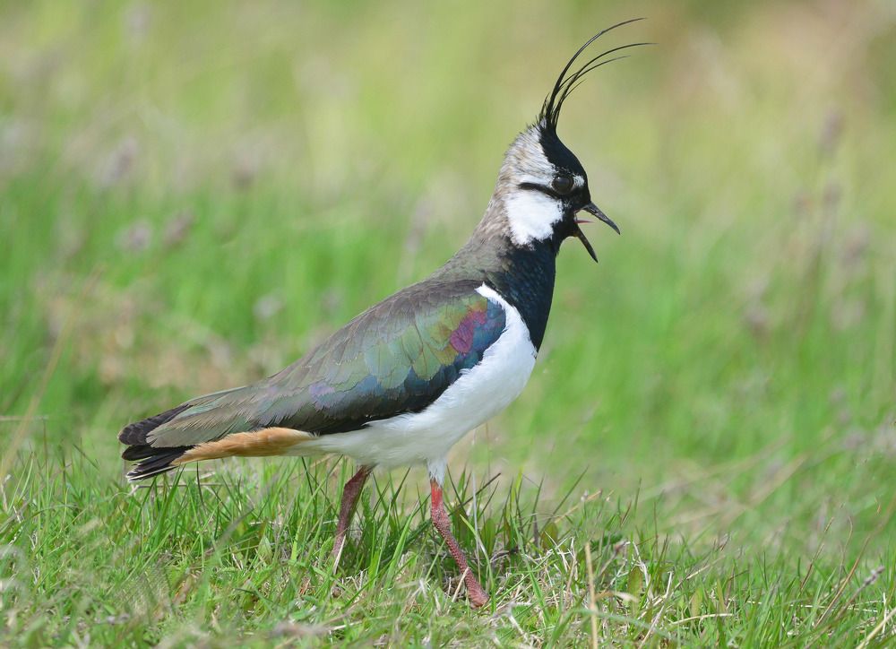Vanellus vanellus Чибис или пигалица