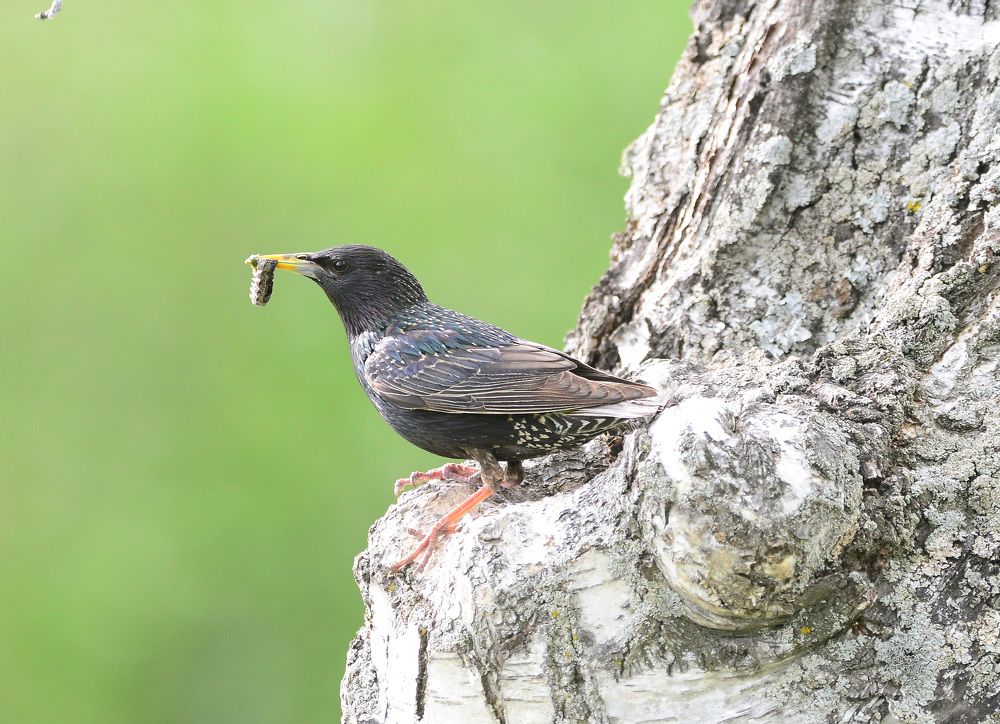 Common Starling. Напряженная пора
