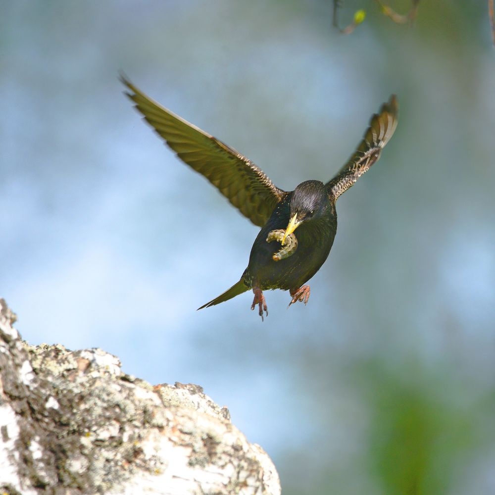 Common Starling. Напряженная пора