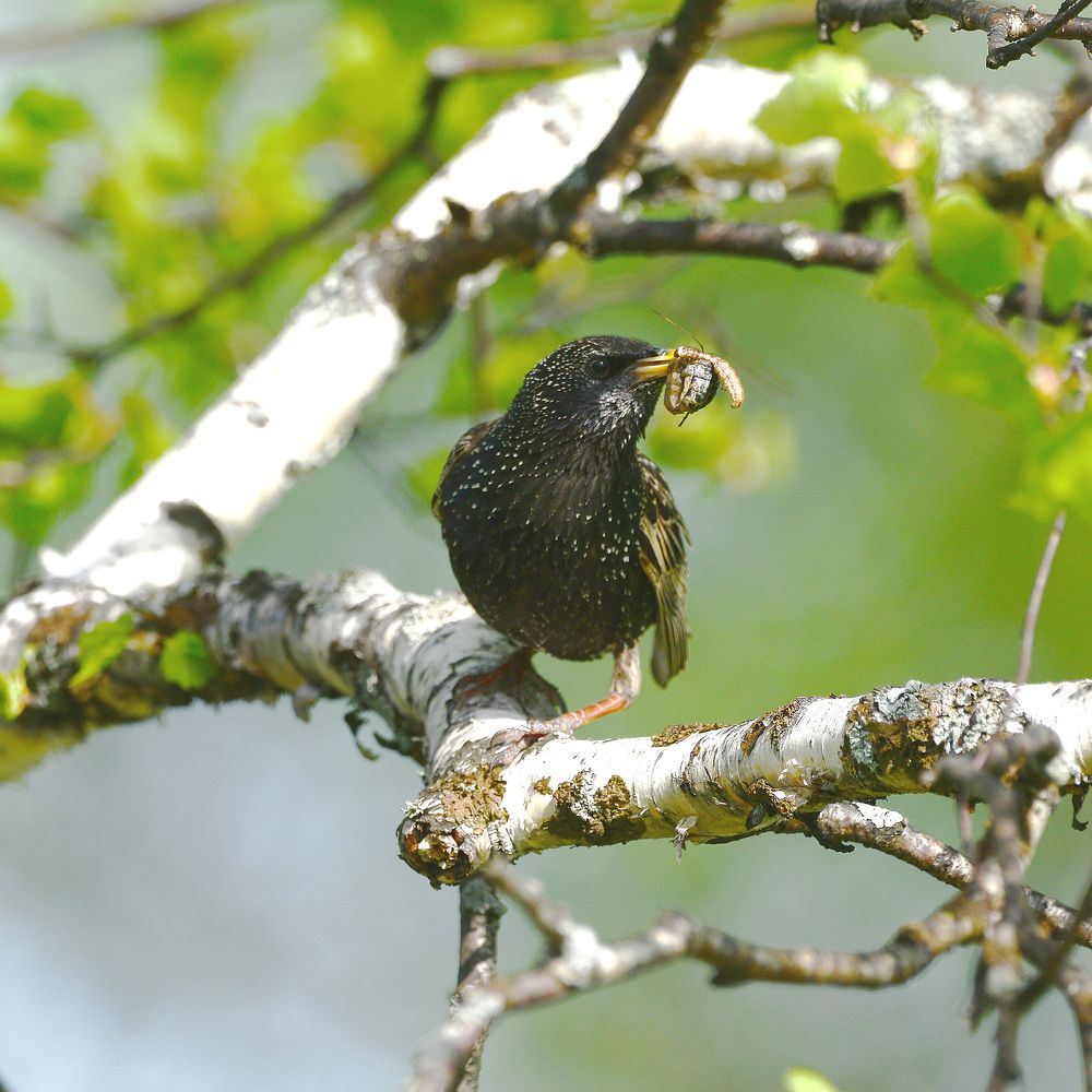 Common Starling. Напряженная пора