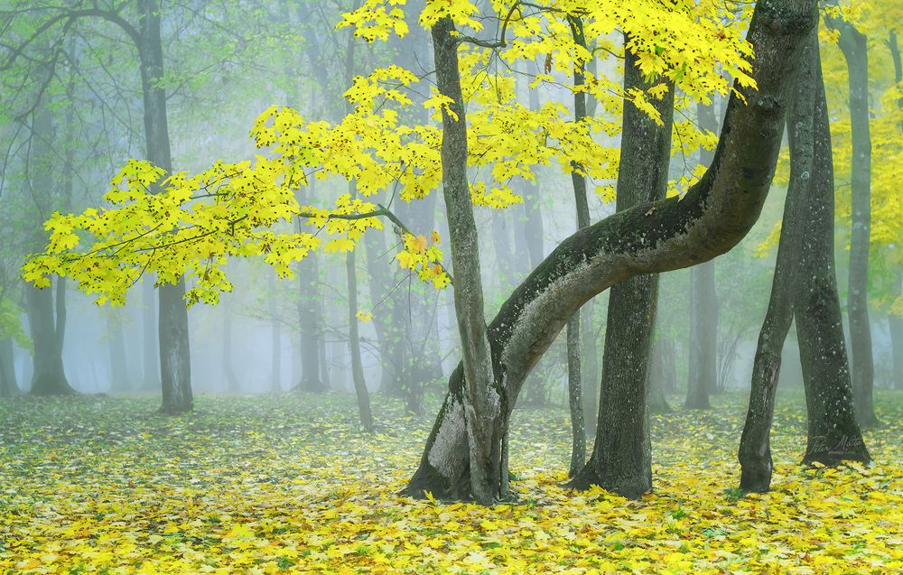 Возвращение в Лориэн. Return to Lorien.