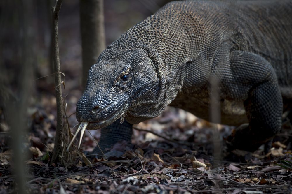 Комодский варан (лат. Varanus komodoensis) - cамая крупная из ныне живущих на Земле ящериц