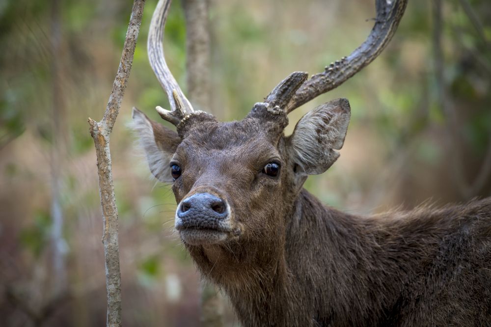 Олень Руса (лат. Cervus timorensis)