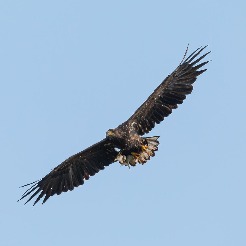 Photo 2463749