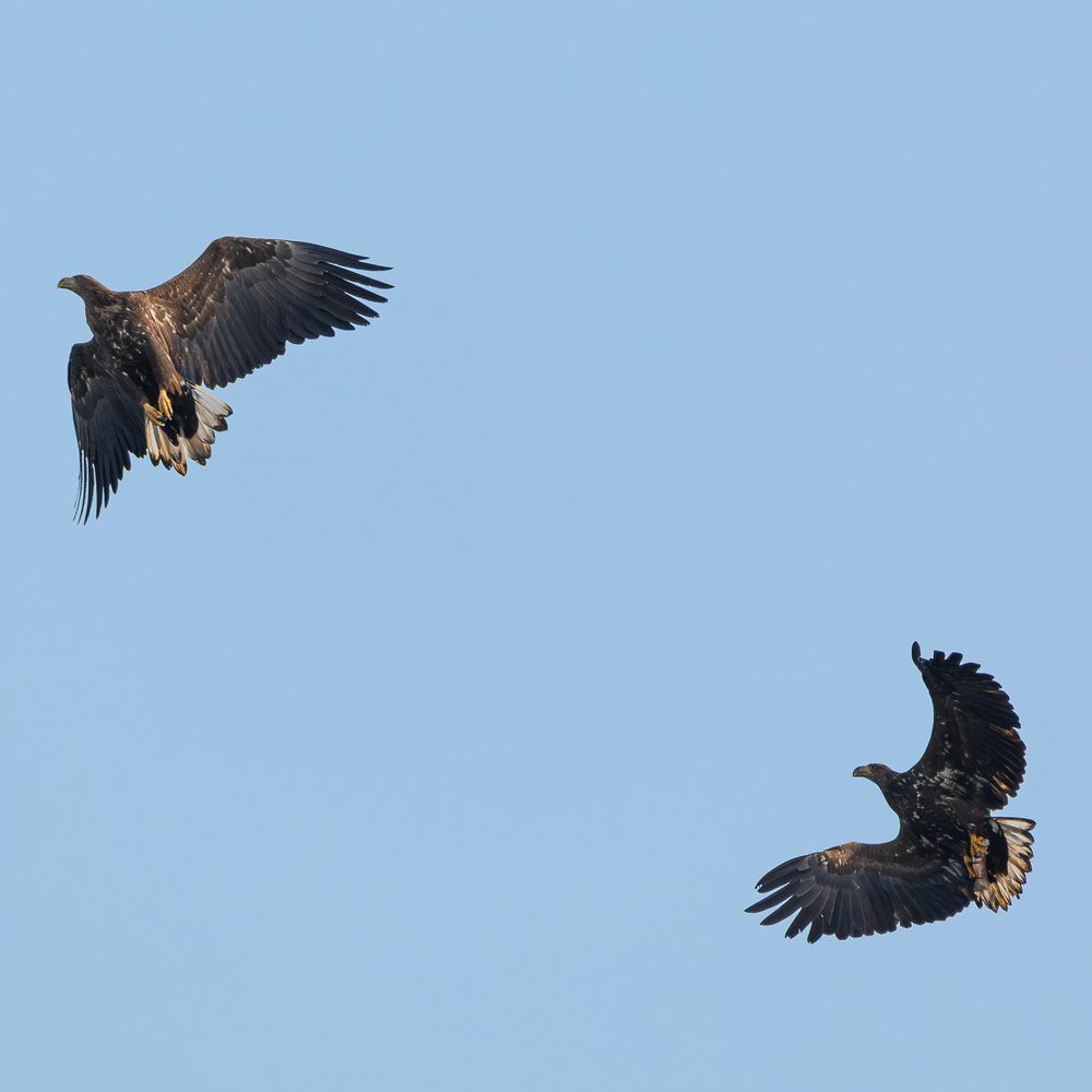 Photo 2463750